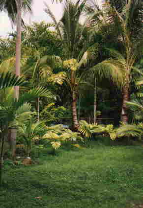 palmgarden.jpg (17691 bytes)